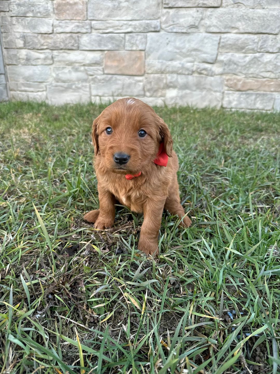 Jordan as a puppy