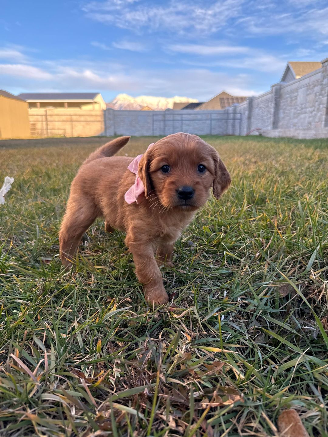 Air as a puppy, a red Mini Golden with a pink bow
