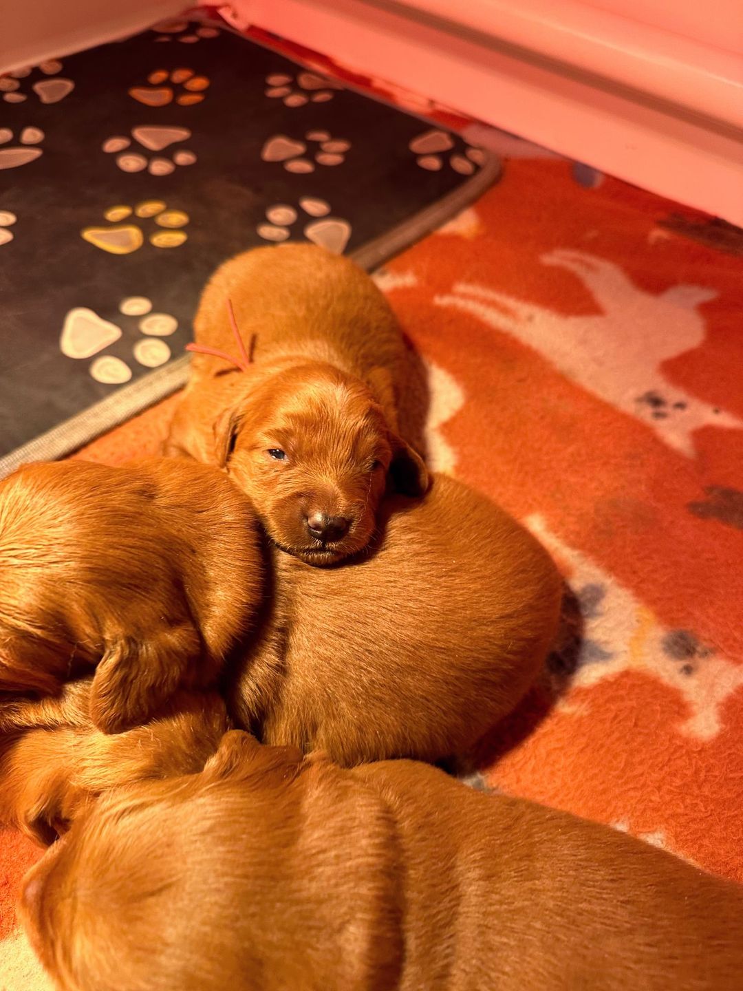 Red Mini Golden puppies piled together on a paw print rug