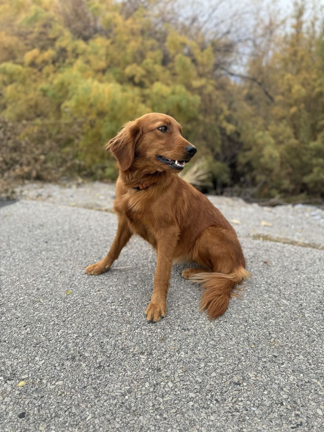 Nike, a red Mini Golden Retriever