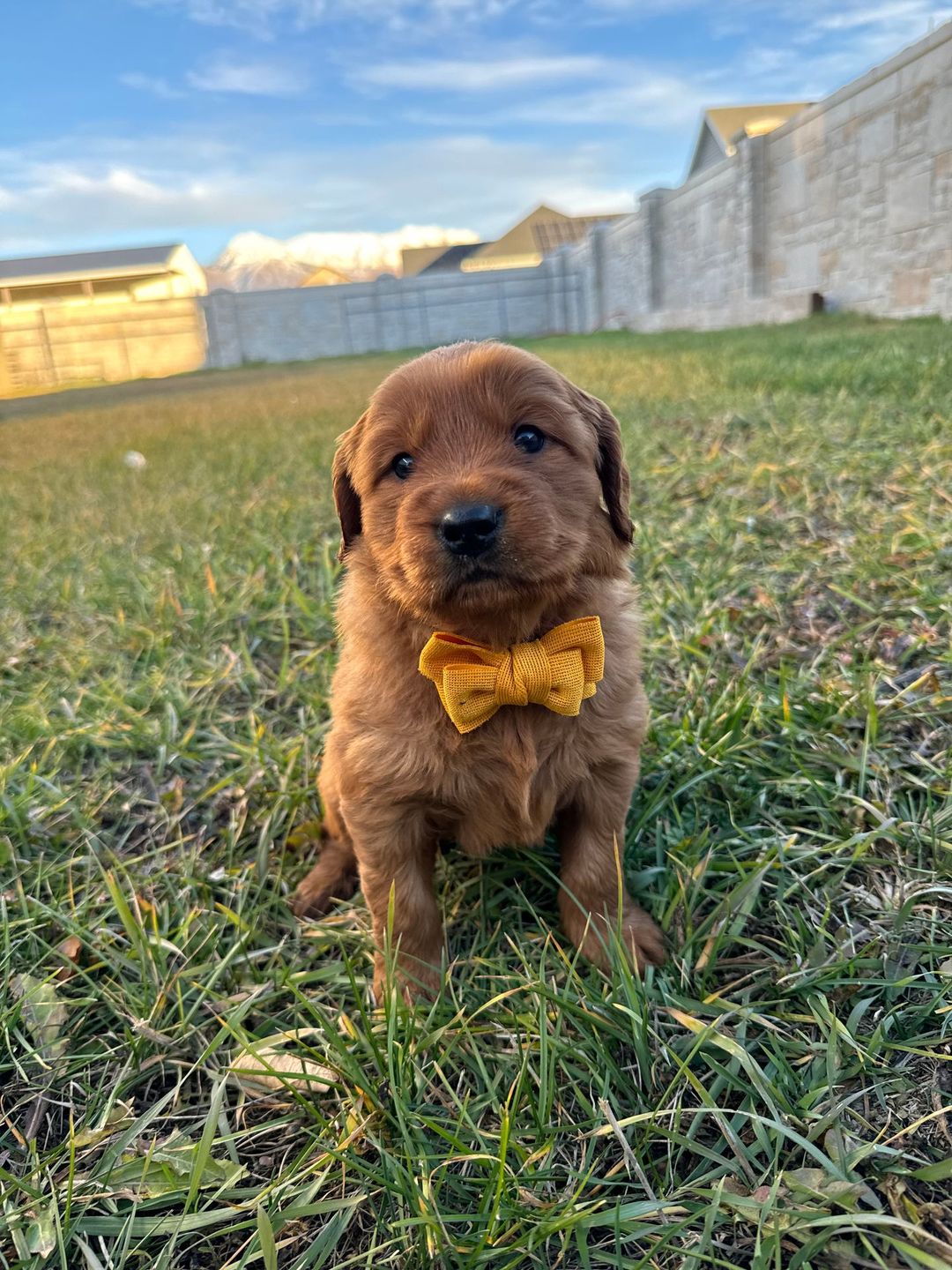 Dunks as a puppy
