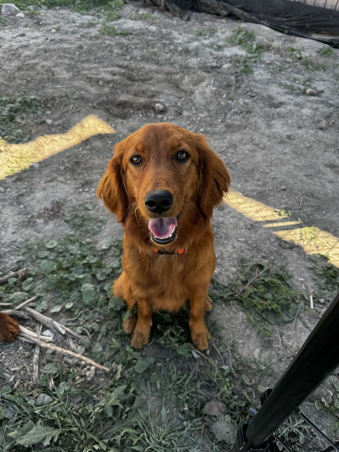 Nike, a red Mini Golden Retriever