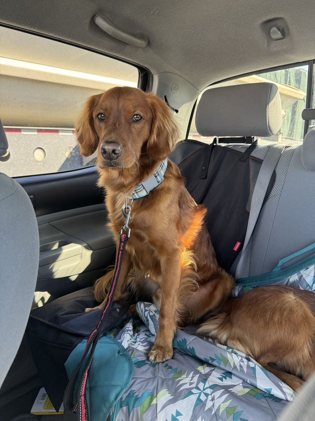 George, a red Mini Golden Retriever