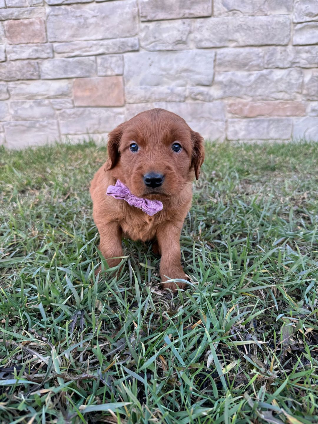Blazer as a puppy