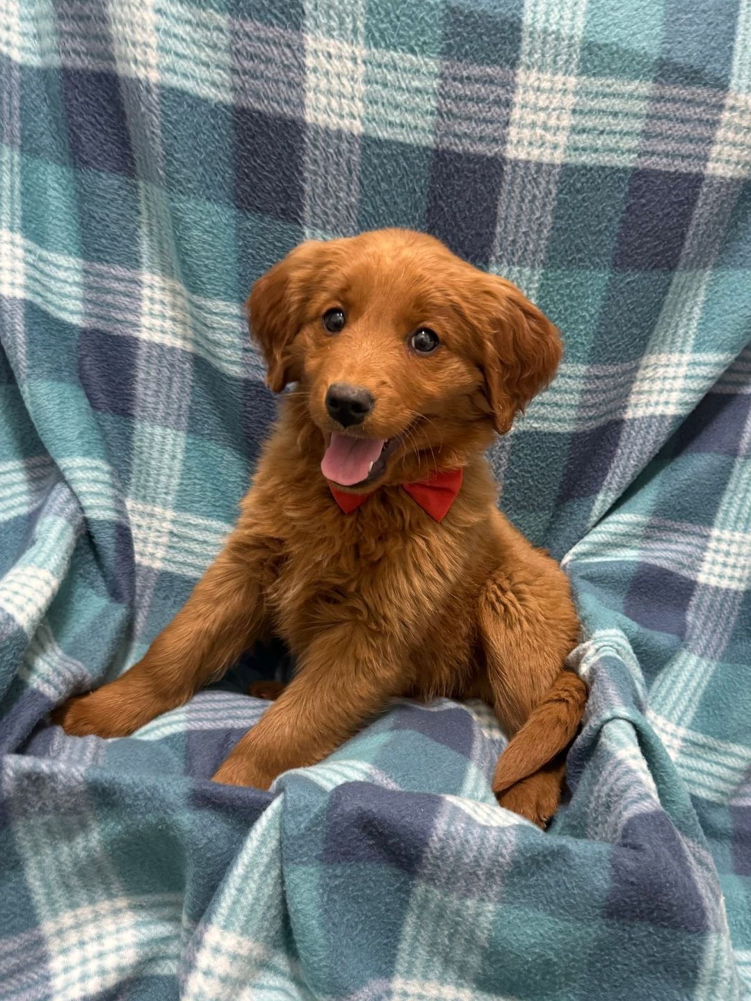A red Mini Golden puppy on a plaid blanket