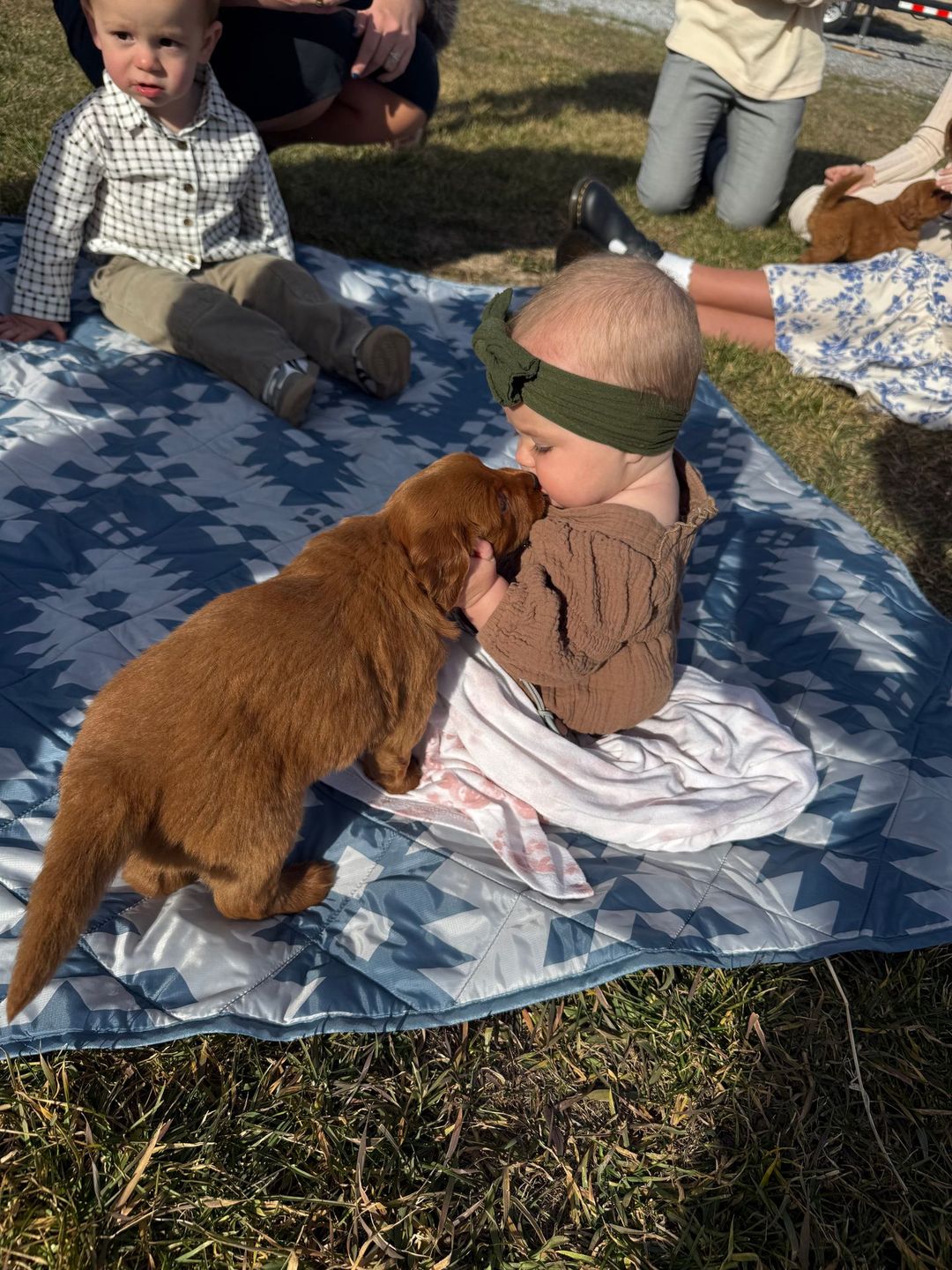 A red Mini Golden puppy giving a baby a kiss on a picnic blanket
